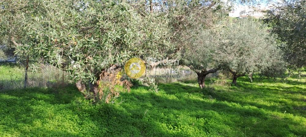 Building Plot in Elia, Episkopi — Photo 4 of 4