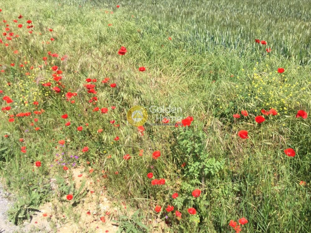 Αγροτεμάχιο στην Άνω Σχολάρι, Μίκρα — Φωτογραφία 7 από 8