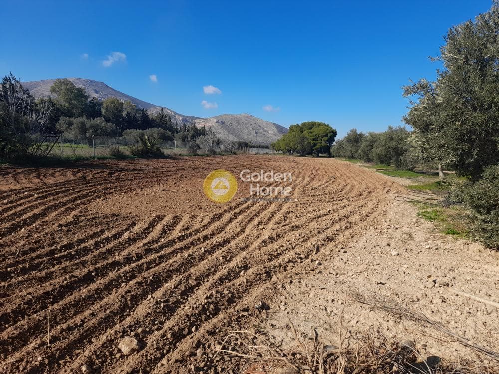 Parcel in ATE, Anavissos — Photo 3 of 7