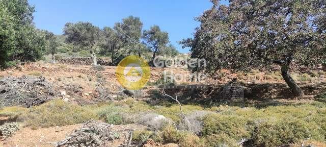 Αγροτεμάχιο στην Μπατσί, Άνδρος — Φωτογραφία 18 από 28