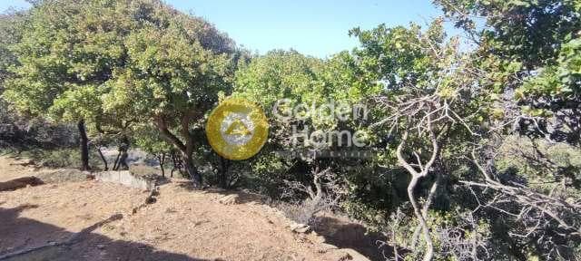 Αγροτεμάχιο στην Χώρα, Άνδρος — Φωτογραφία 24 από 30