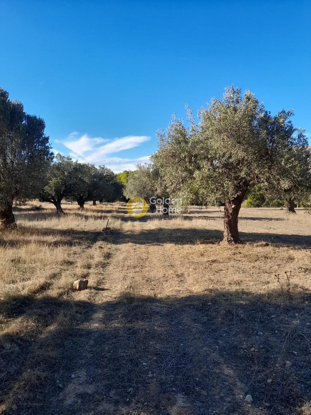 Αγροτεμάχιο στην Αρί, Ανάβυσσος