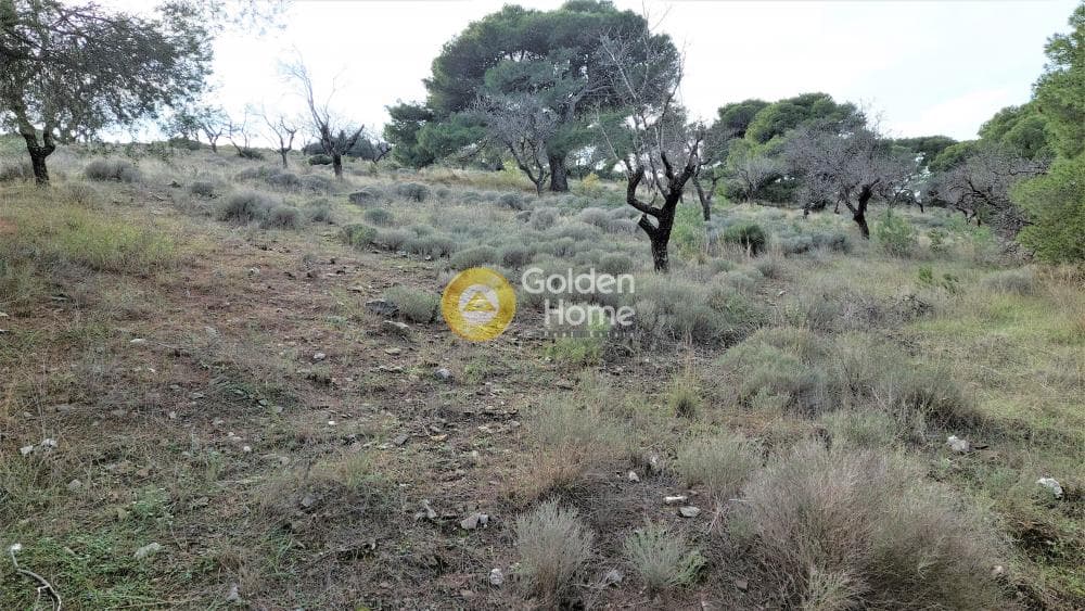 Αγροτεμάχιο στην Διψέλιζα, Κερατέα — Φωτογραφία 2 από 4