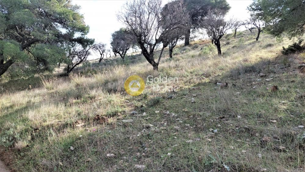 Αγροτεμάχιο στην Διψέλιζα, Κερατέα — Φωτογραφία 3 από 4