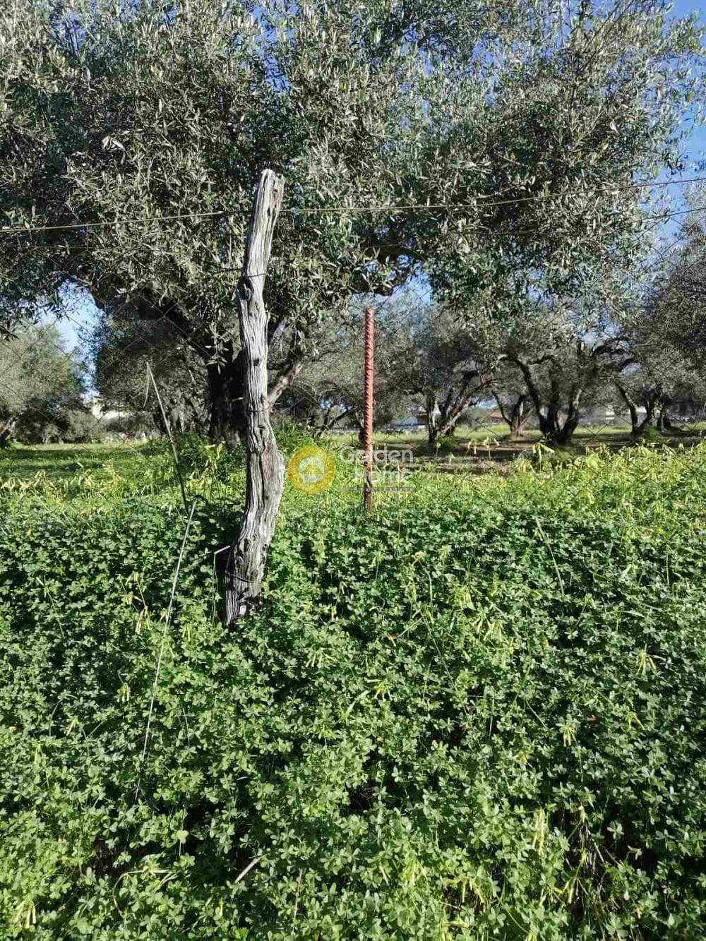 Building Plot in Elia, Episkopi — Photo 3 of 5