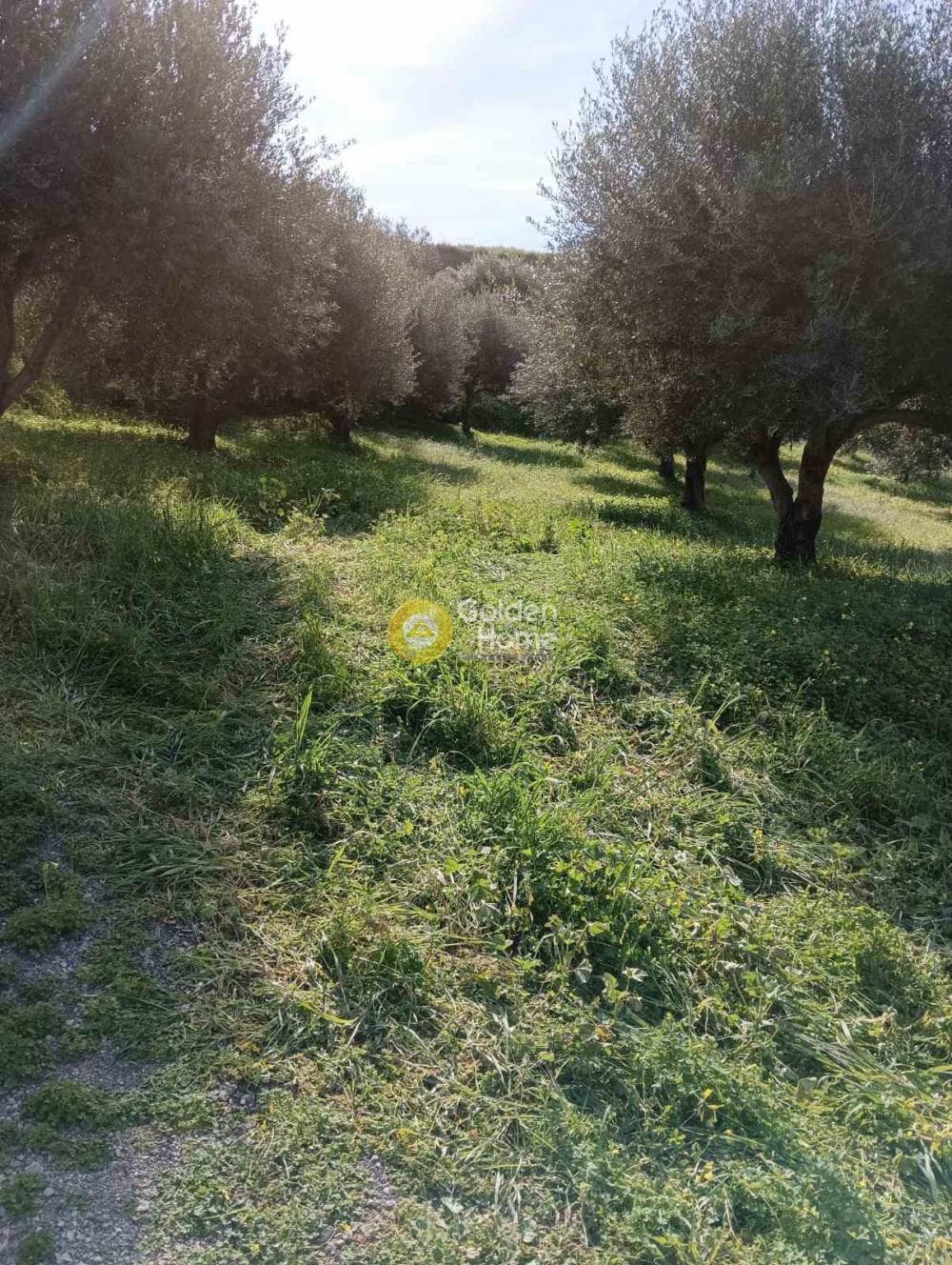 Building Plot in Skalani, Episkopi — Photo 5 of 7