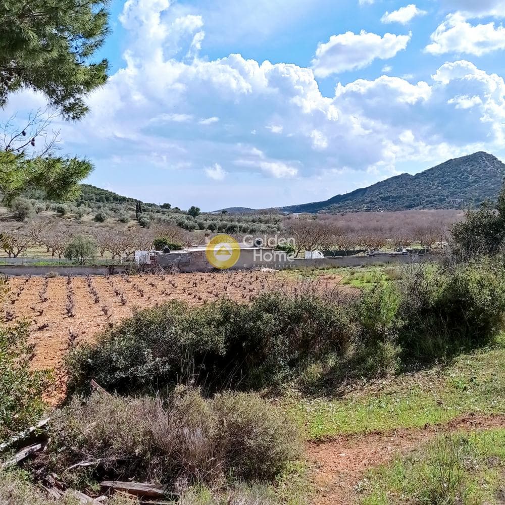 Parcel in Poria, Vravrona — Photo 10 of 12