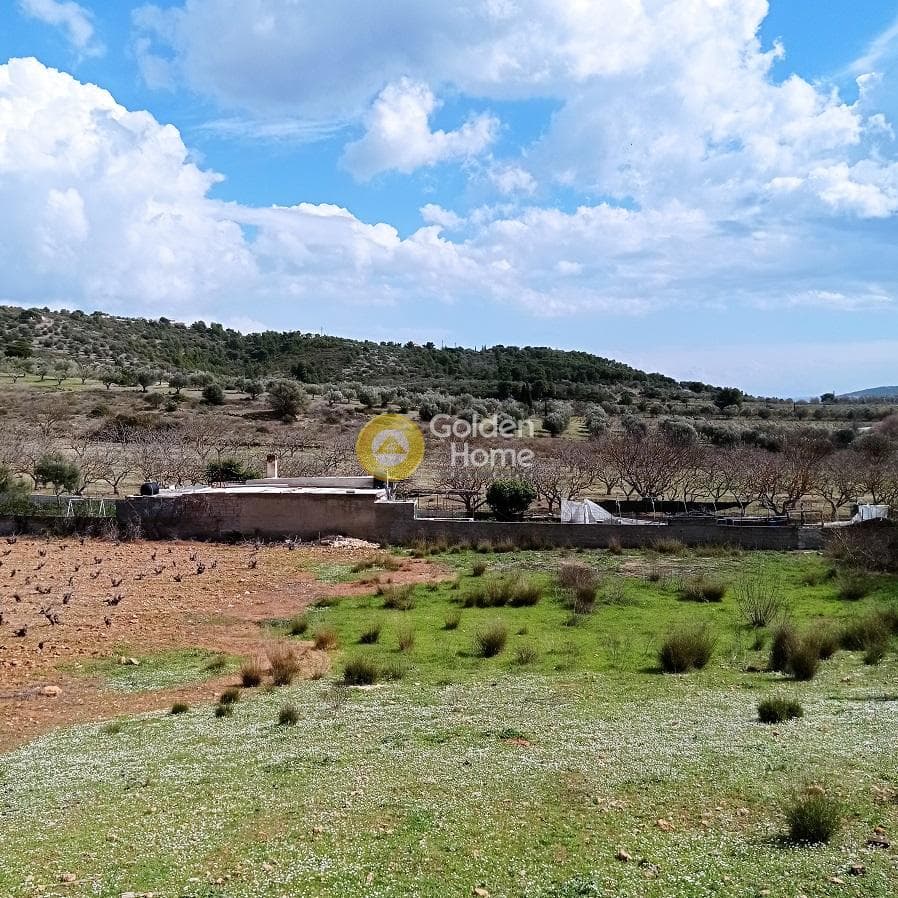 Parcel in Poria, Vravrona — Photo 11 of 12