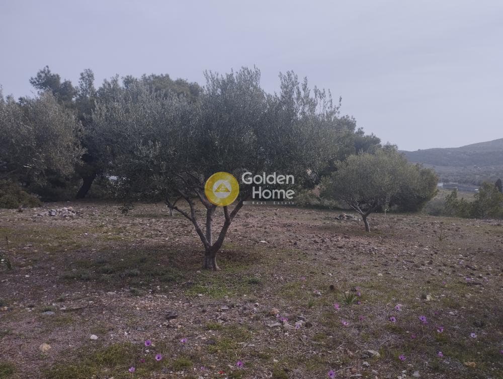 Αγροτεμάχιο στην Μανούτσο, Κερατέα — Φωτογραφία 3 από 11
