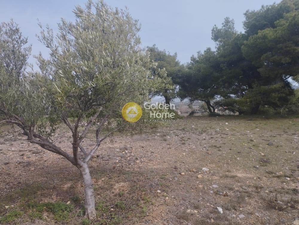 Αγροτεμάχιο στην Μανούτσο, Κερατέα — Φωτογραφία 4 από 11