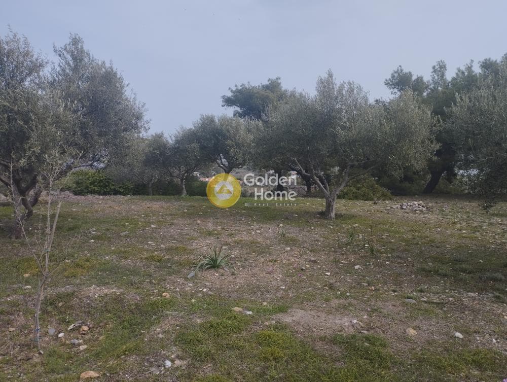 Αγροτεμάχιο στην Μανούτσο, Κερατέα — Φωτογραφία 5 από 11