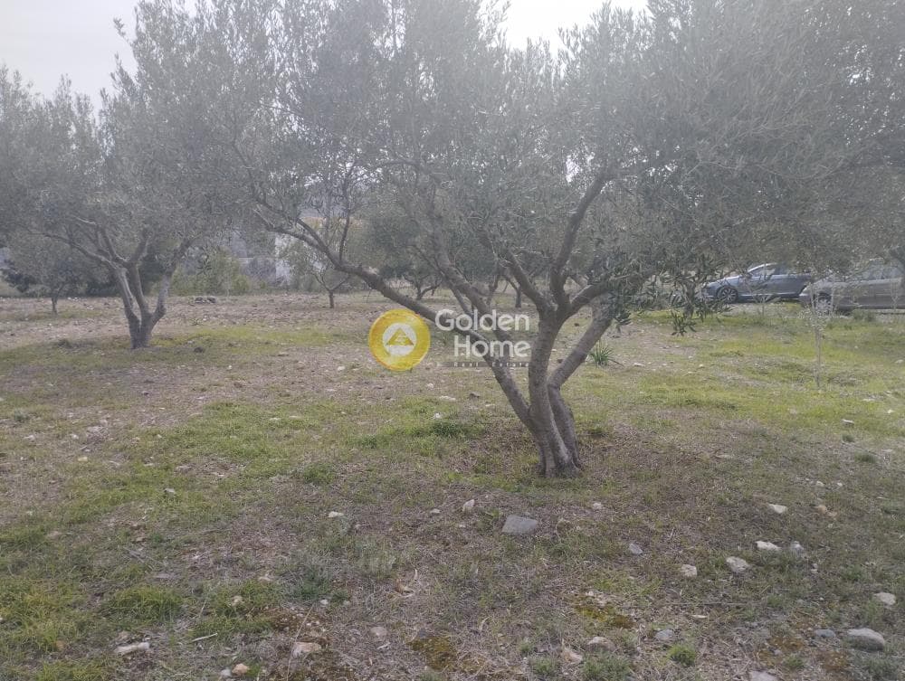 Αγροτεμάχιο στην Μανούτσο, Κερατέα — Φωτογραφία 2 από 11