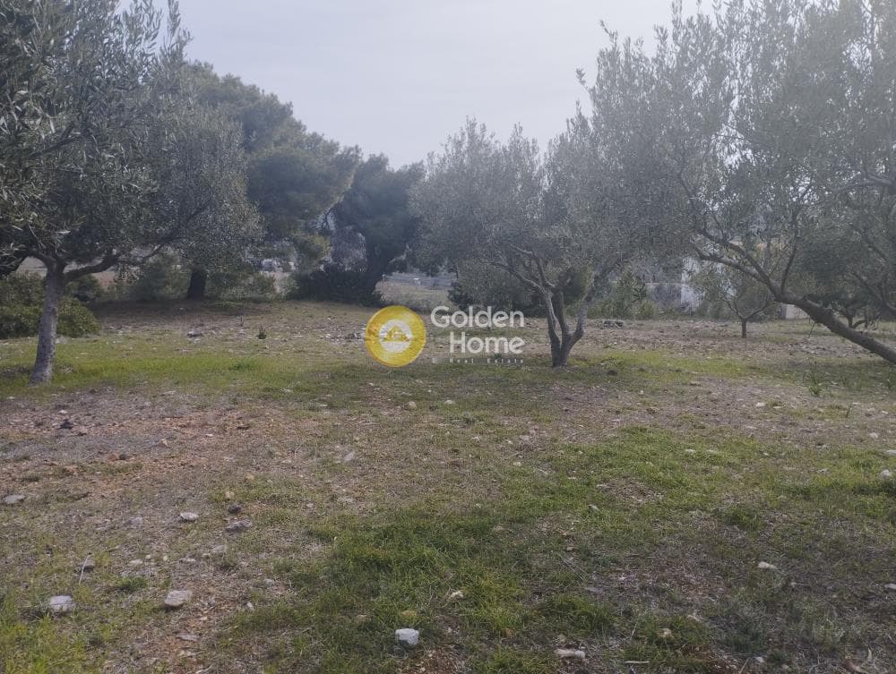 Αγροτεμάχιο στην Μανούτσο, Κερατέα — Φωτογραφία 6 από 11