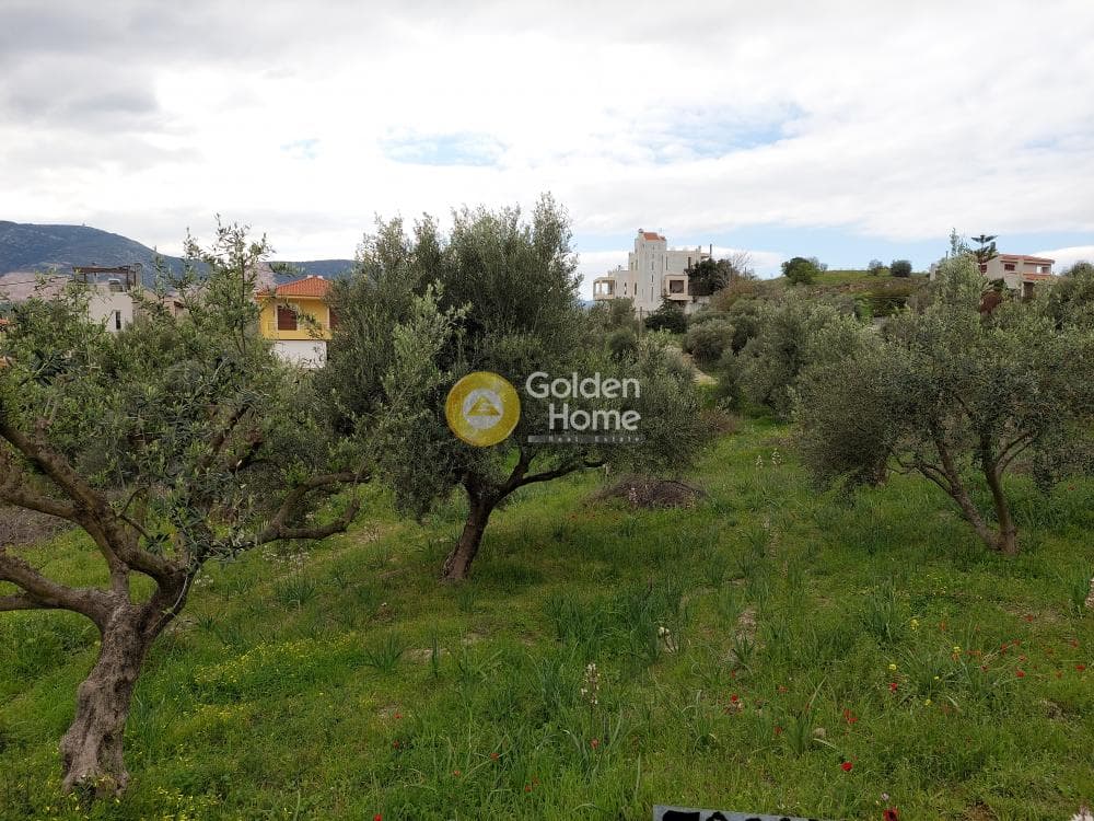 Building Plot in Center, Markopoulo — Photo 10 of 20
