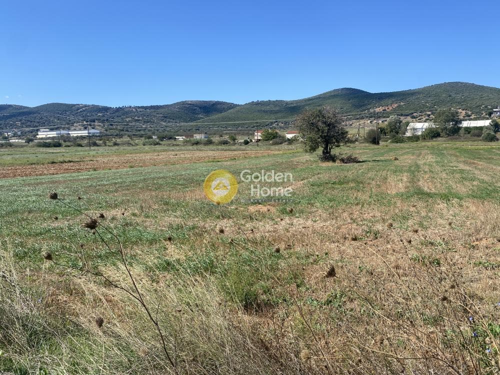 Parcel in Drosia, Distos — Photo 15 of 17
