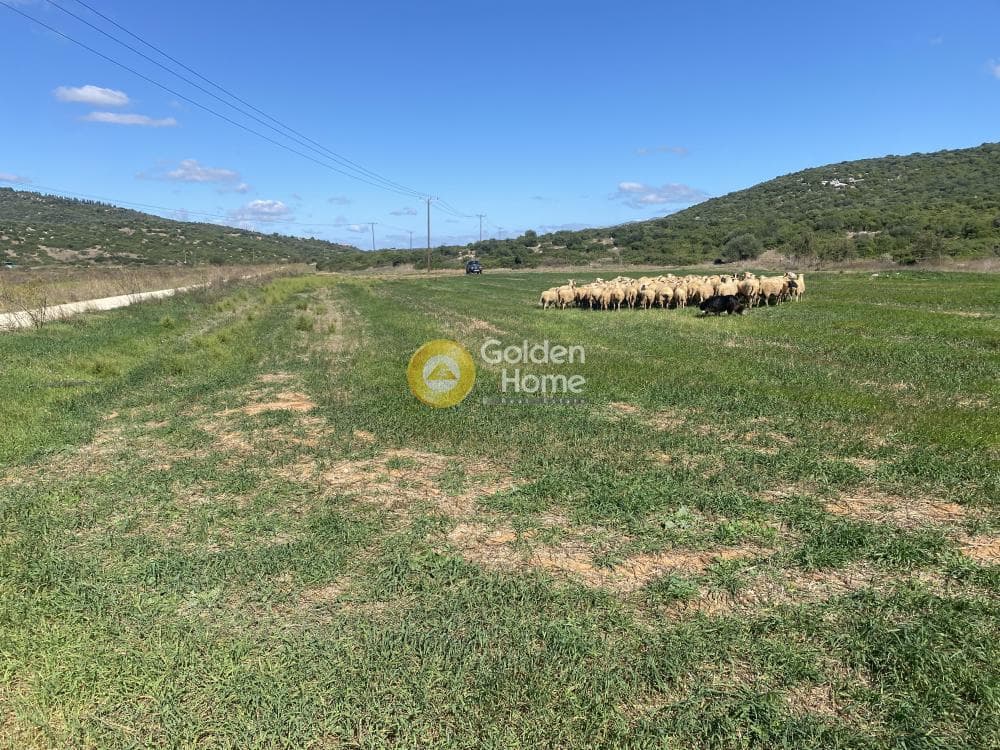 Parcel in Lepoira, Distos — Photo 5 of 10