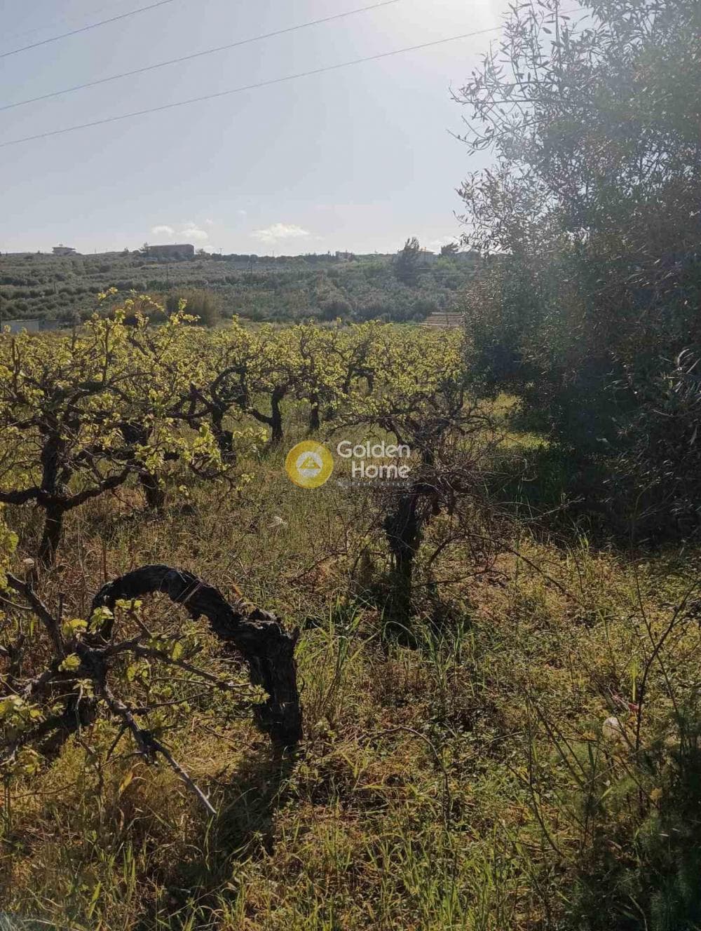 Αγροτεμάχιο στην Πύργος, Τετραχώρι — Φωτογραφία 4 από 4