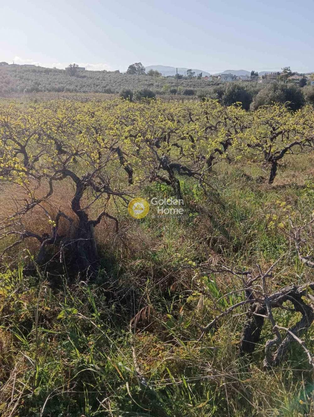 Αγροτεμάχιο στην Πύργος, Τετραχώρι — Φωτογραφία 3 από 4