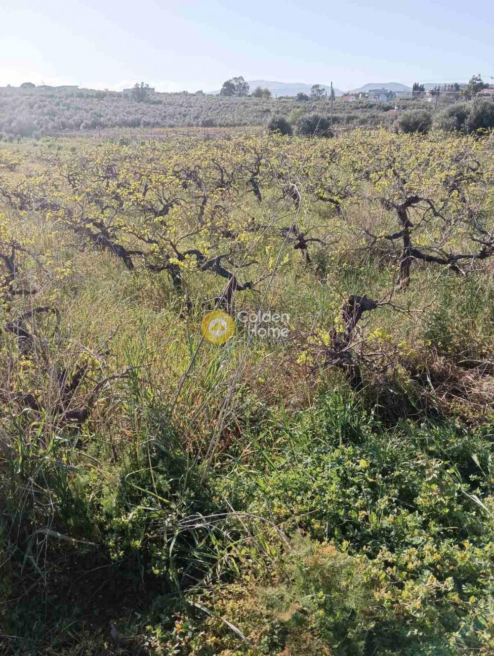 Αγροτεμάχιο στην Πύργος, Τετραχώρι — Φωτογραφία 2 από 4