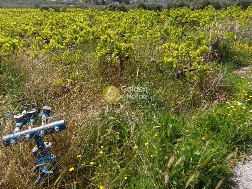 Αγροτεμάχιο στην Πύργος, Τετραχώρι — Φωτογραφία 1 από 4