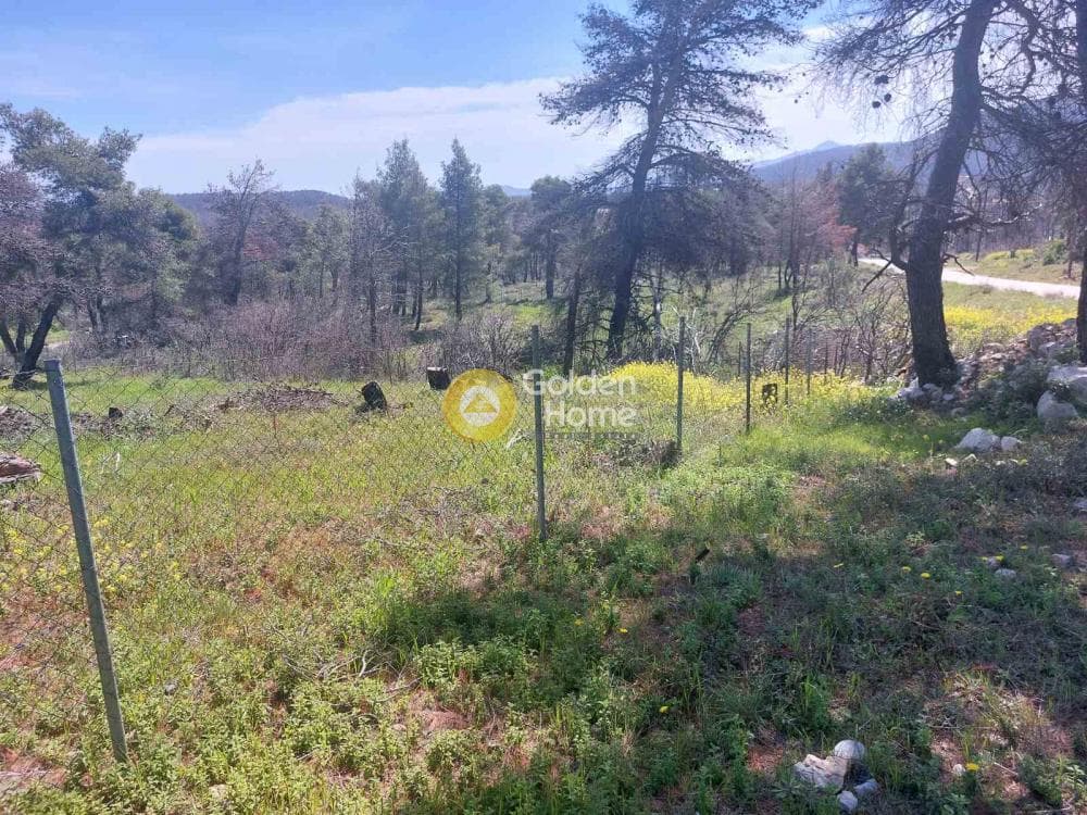 Building Plot in Agia Triada, Afidnes — Photo 3 of 20