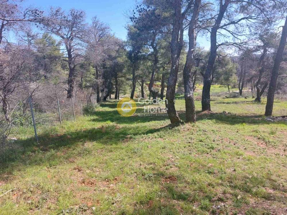 Building Plot in Agia Triada, Afidnes — Photo 4 of 20