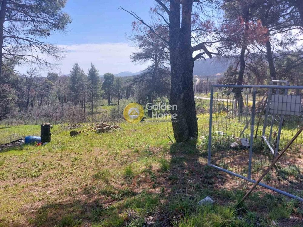 Building Plot in Agia Triada, Afidnes — Photo 5 of 20