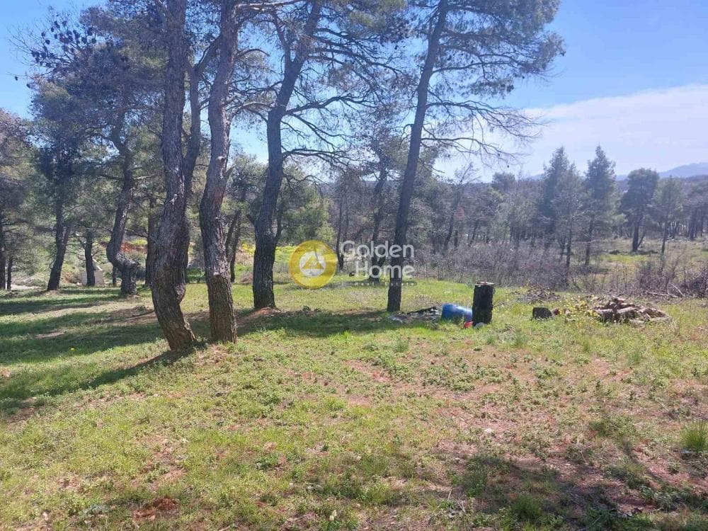 Building Plot in Agia Triada, Afidnes — Photo 6 of 20