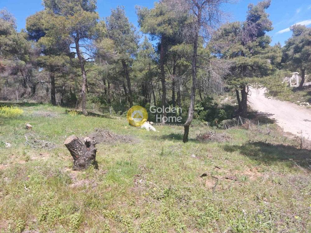 Building Plot in Agia Triada, Afidnes — Photo 9 of 20