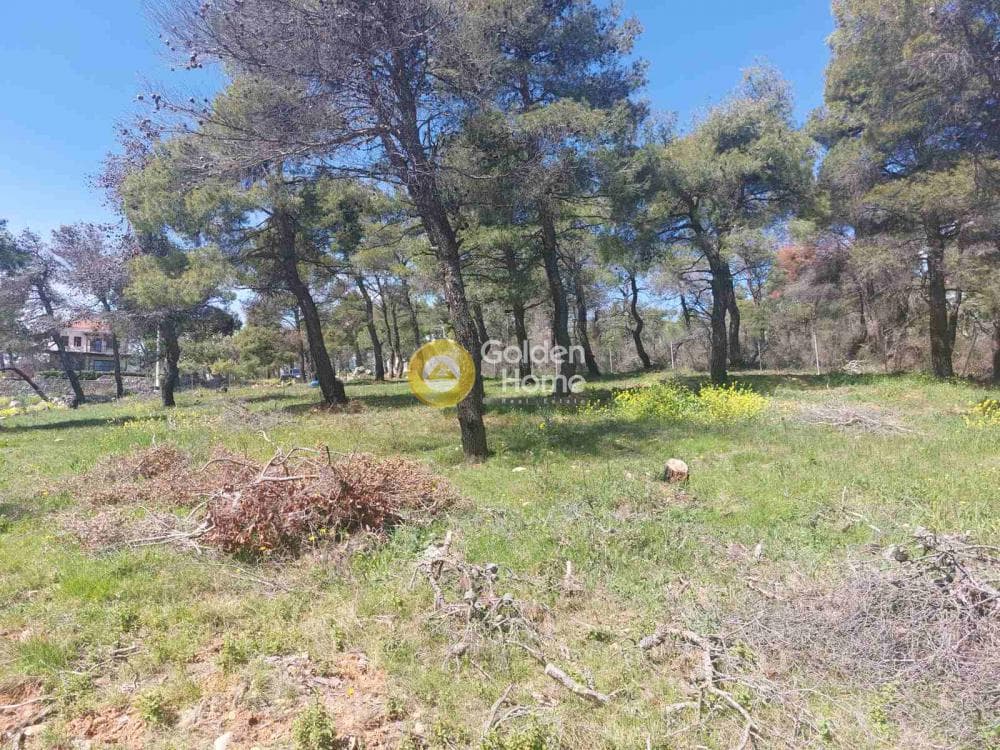 Building Plot in Agia Triada, Afidnes — Photo 10 of 20