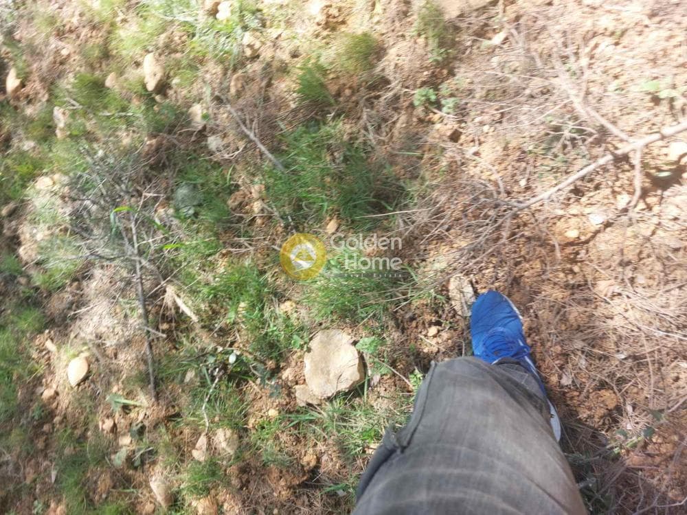 Building Plot in Agia Triada, Afidnes — Photo 12 of 20