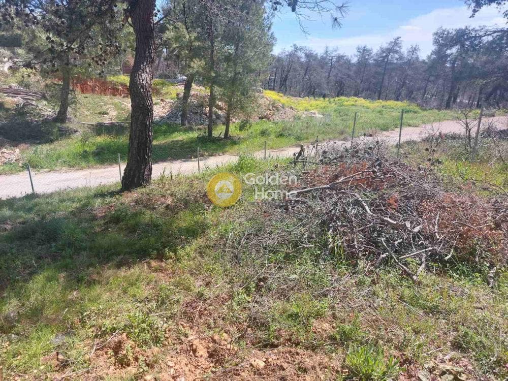 Building Plot in Agia Triada, Afidnes — Photo 16 of 20
