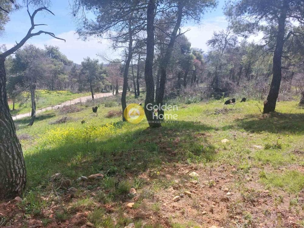 Building Plot in Agia Triada, Afidnes — Photo 18 of 20