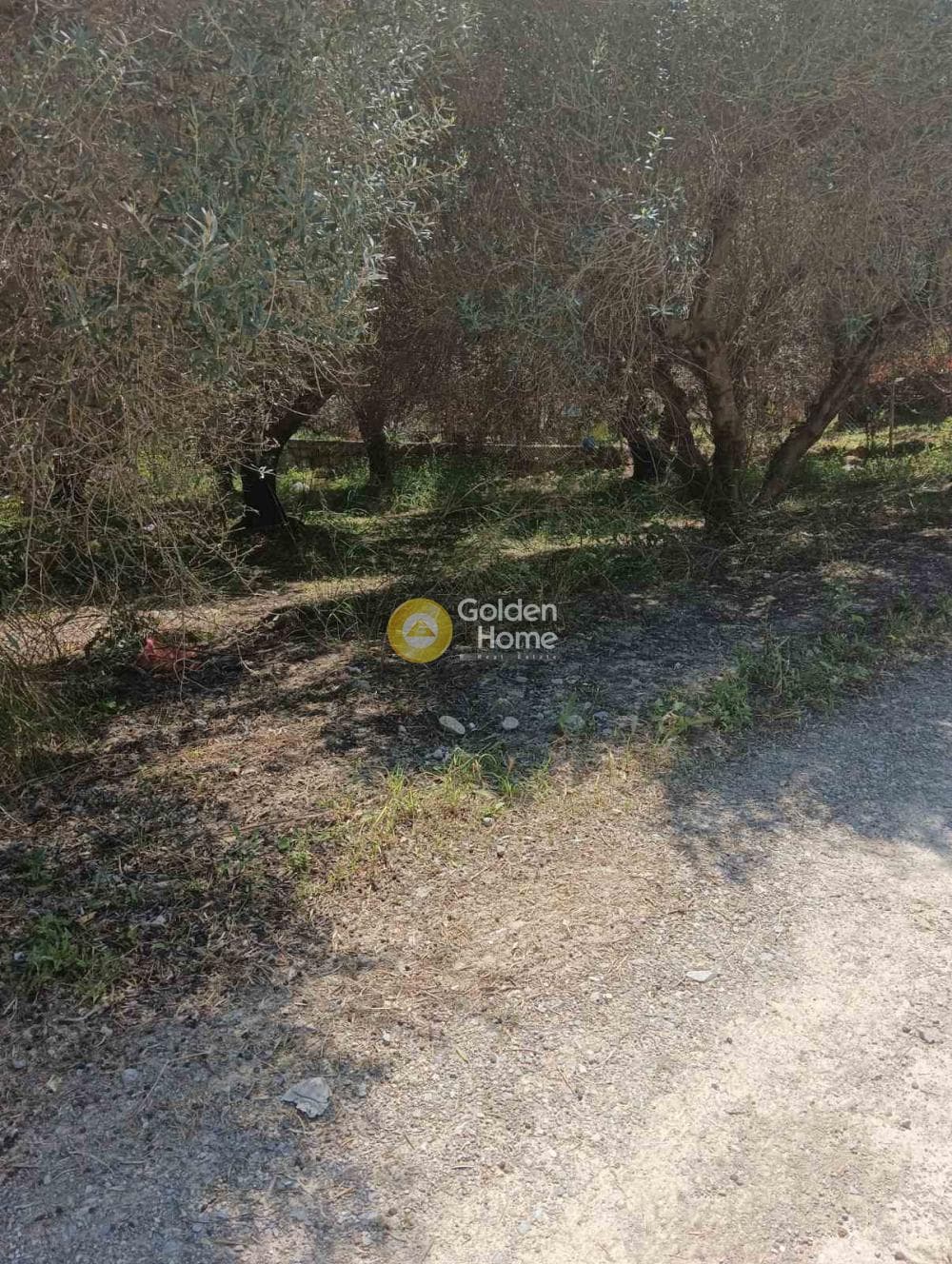 Αγροτεμάχιο στην Δαφνές, Τετραχώρι — Φωτογραφία 1 από 10
