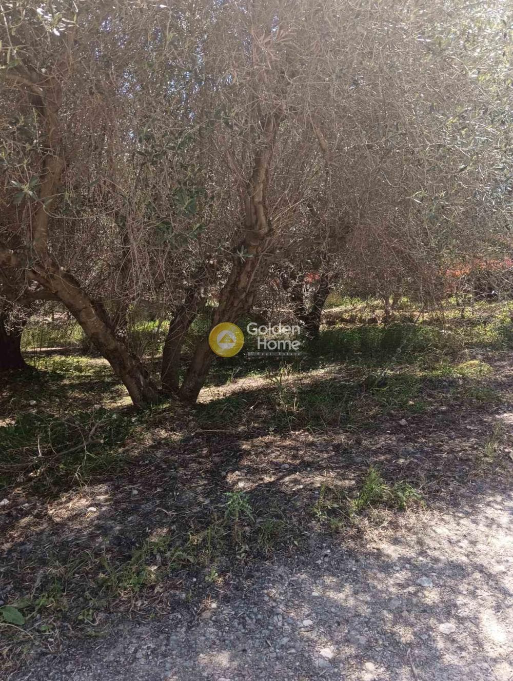 Αγροτεμάχιο στην Δαφνές, Τετραχώρι — Φωτογραφία 2 από 10