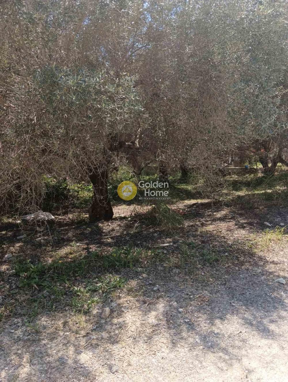 Αγροτεμάχιο στην Δαφνές, Τετραχώρι — Φωτογραφία 4 από 10