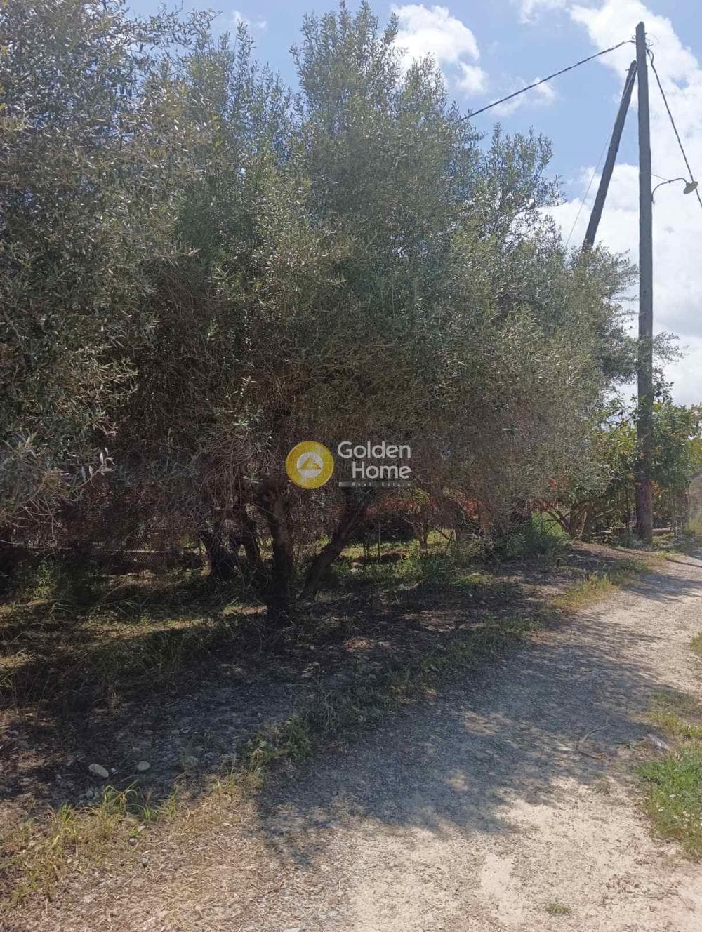 Αγροτεμάχιο στην Δαφνές, Τετραχώρι — Φωτογραφία 5 από 10