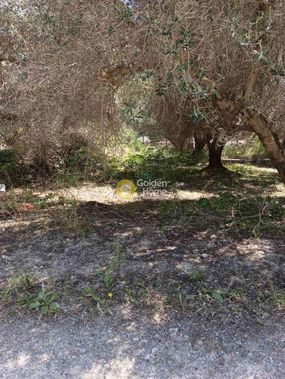 Αγροτεμάχιο στην Δαφνές, Τετραχώρι — Φωτογραφία 6 από 10