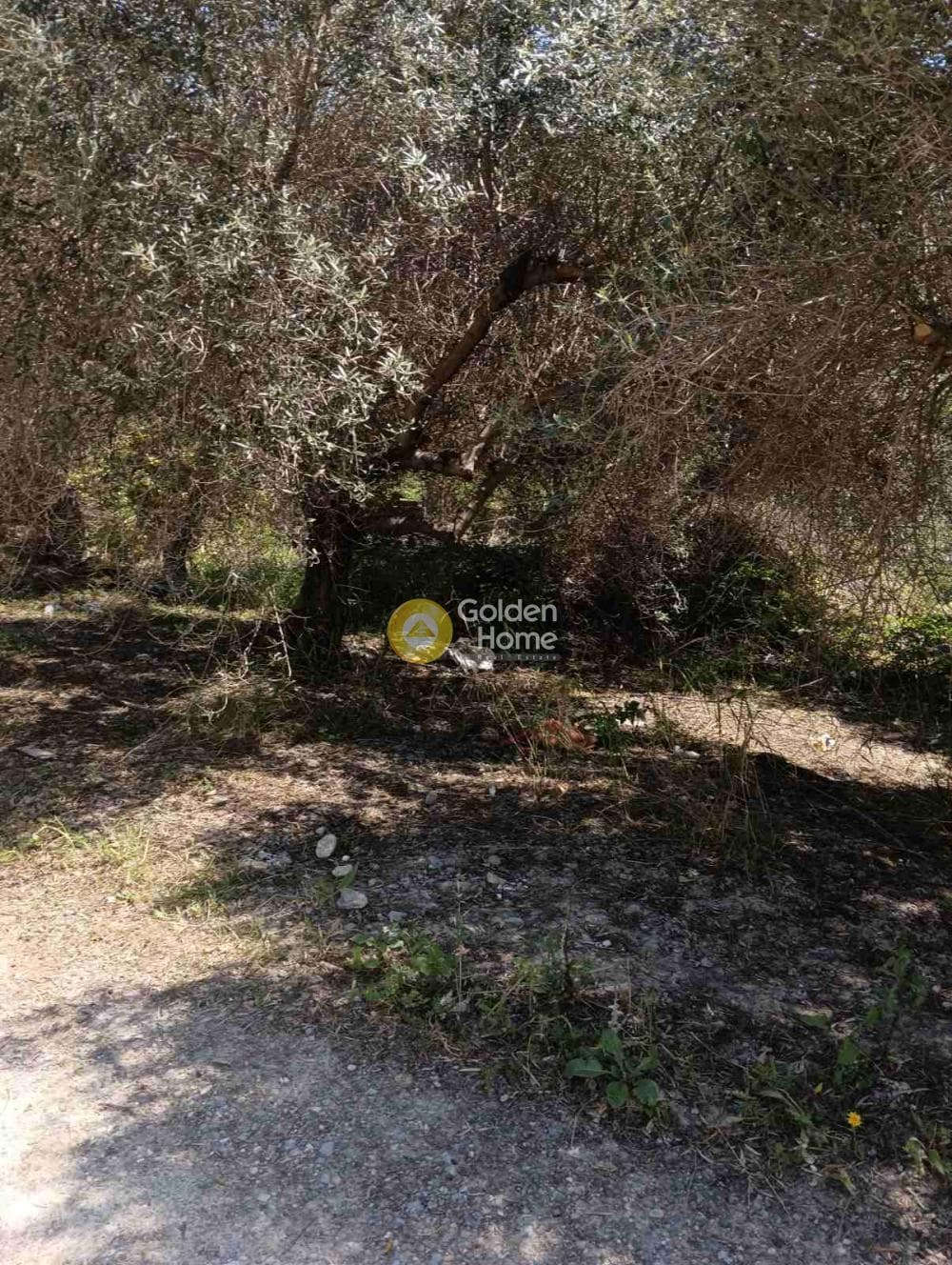Αγροτεμάχιο στην Δαφνές, Τετραχώρι — Φωτογραφία 7 από 10