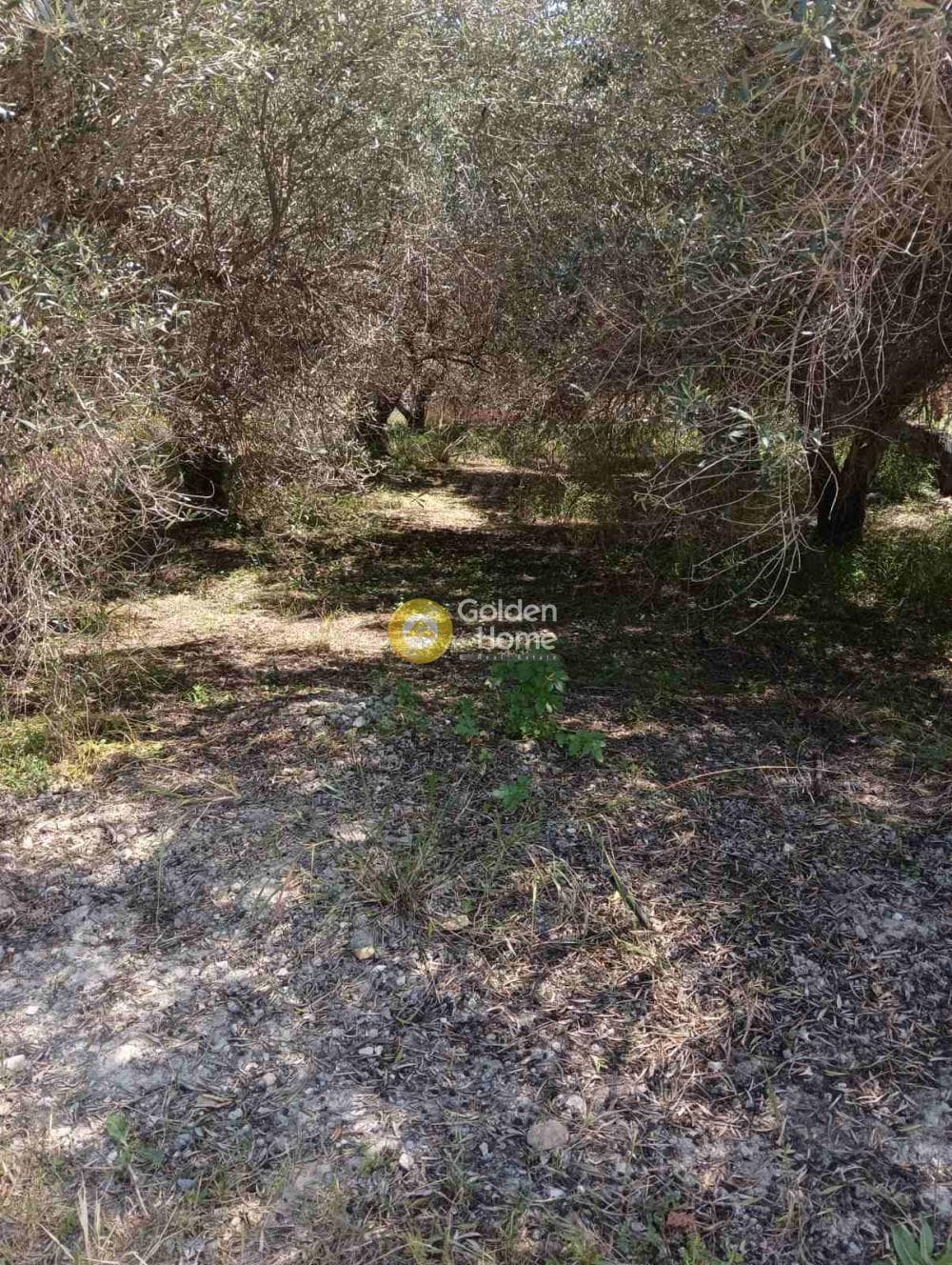 Αγροτεμάχιο στην Δαφνές, Τετραχώρι — Φωτογραφία 8 από 10