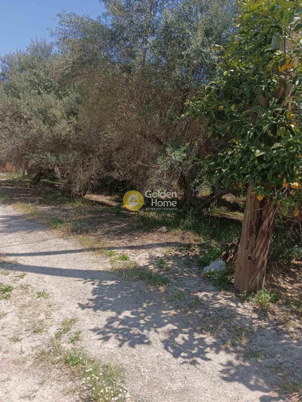 Αγροτεμάχιο στην Δαφνές, Τετραχώρι — Φωτογραφία 9 από 10