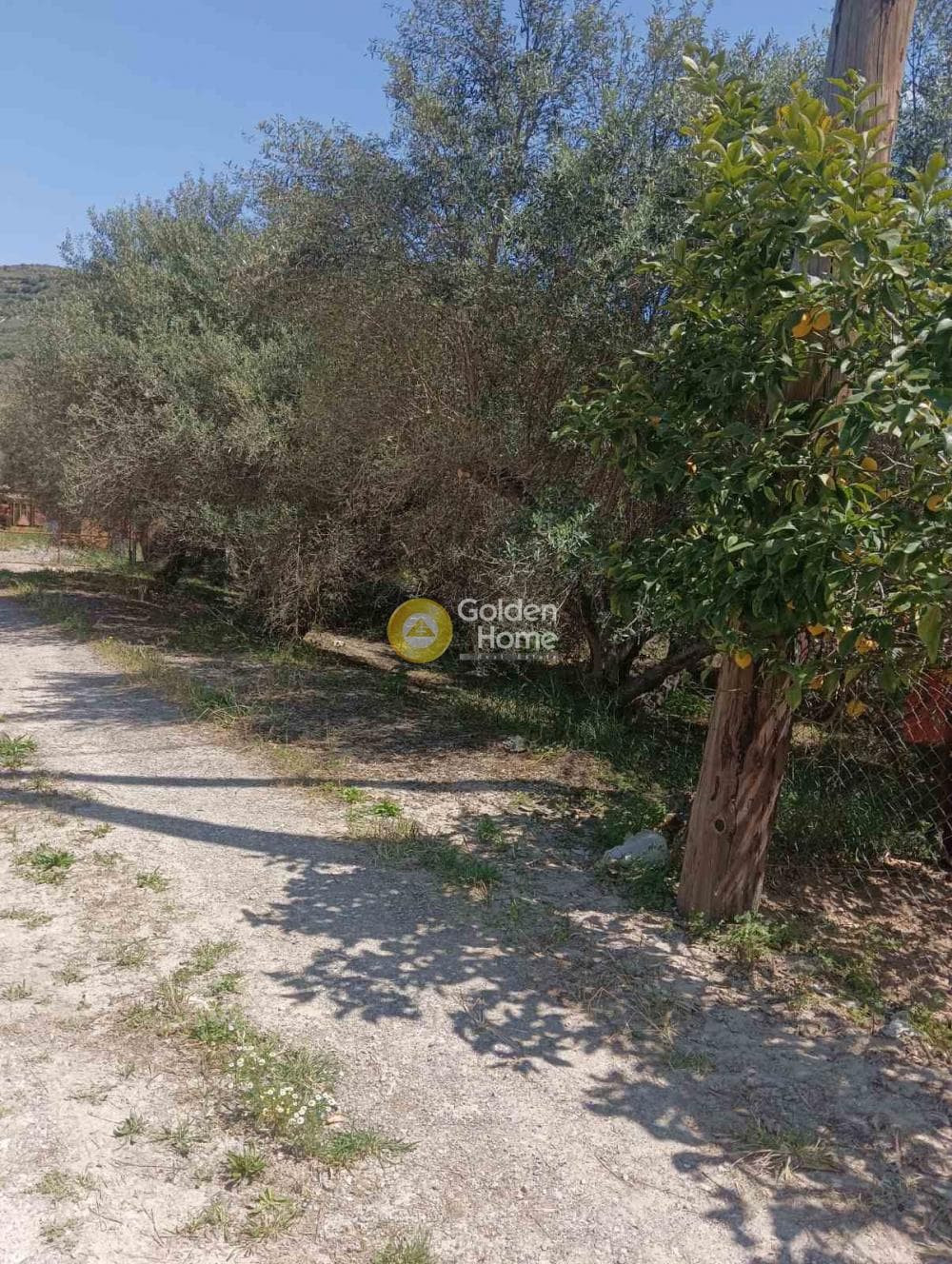 Αγροτεμάχιο στην Δαφνές, Τετραχώρι — Φωτογραφία 10 από 10