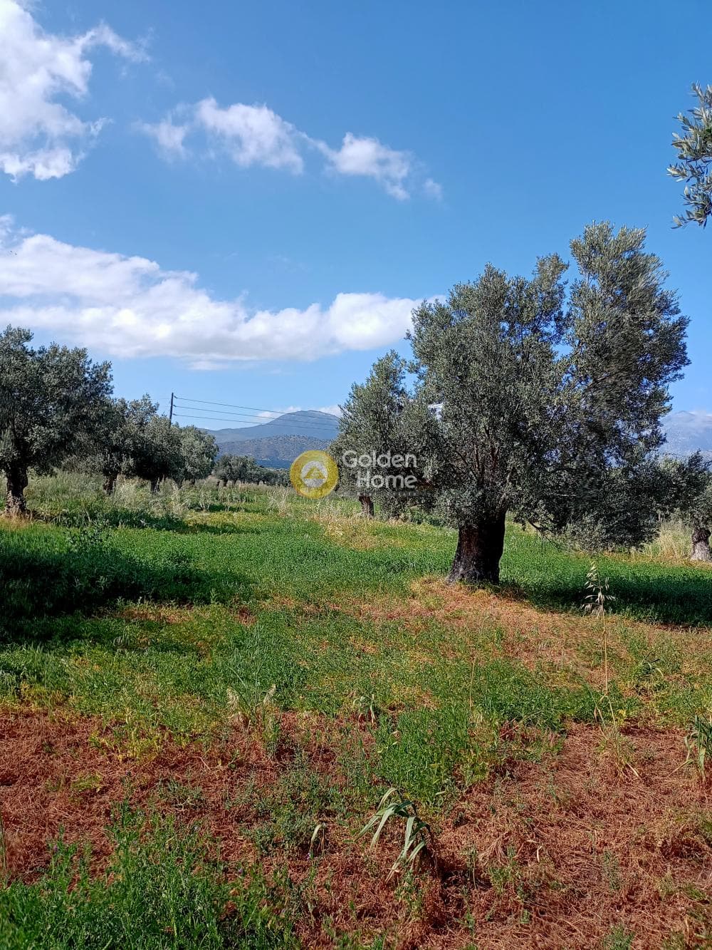 Αγροτεμάχιο στην Βώροι, Τυμπάκι — Φωτογραφία 2 από 3
