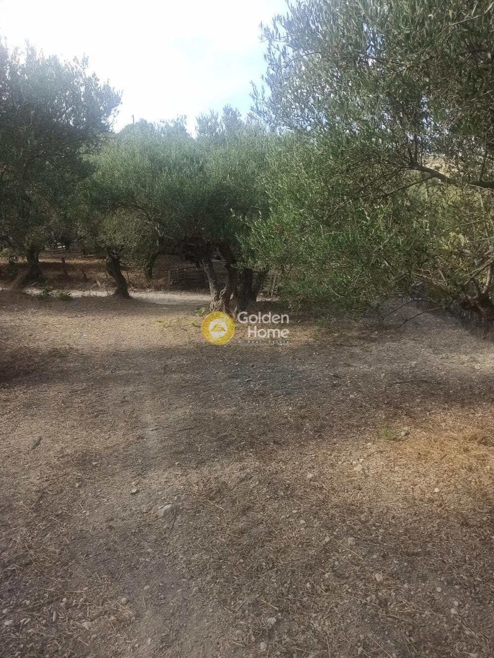 Αγροτεμάχιο στην Βώροι, Τυμπάκι — Φωτογραφία 3 από 3