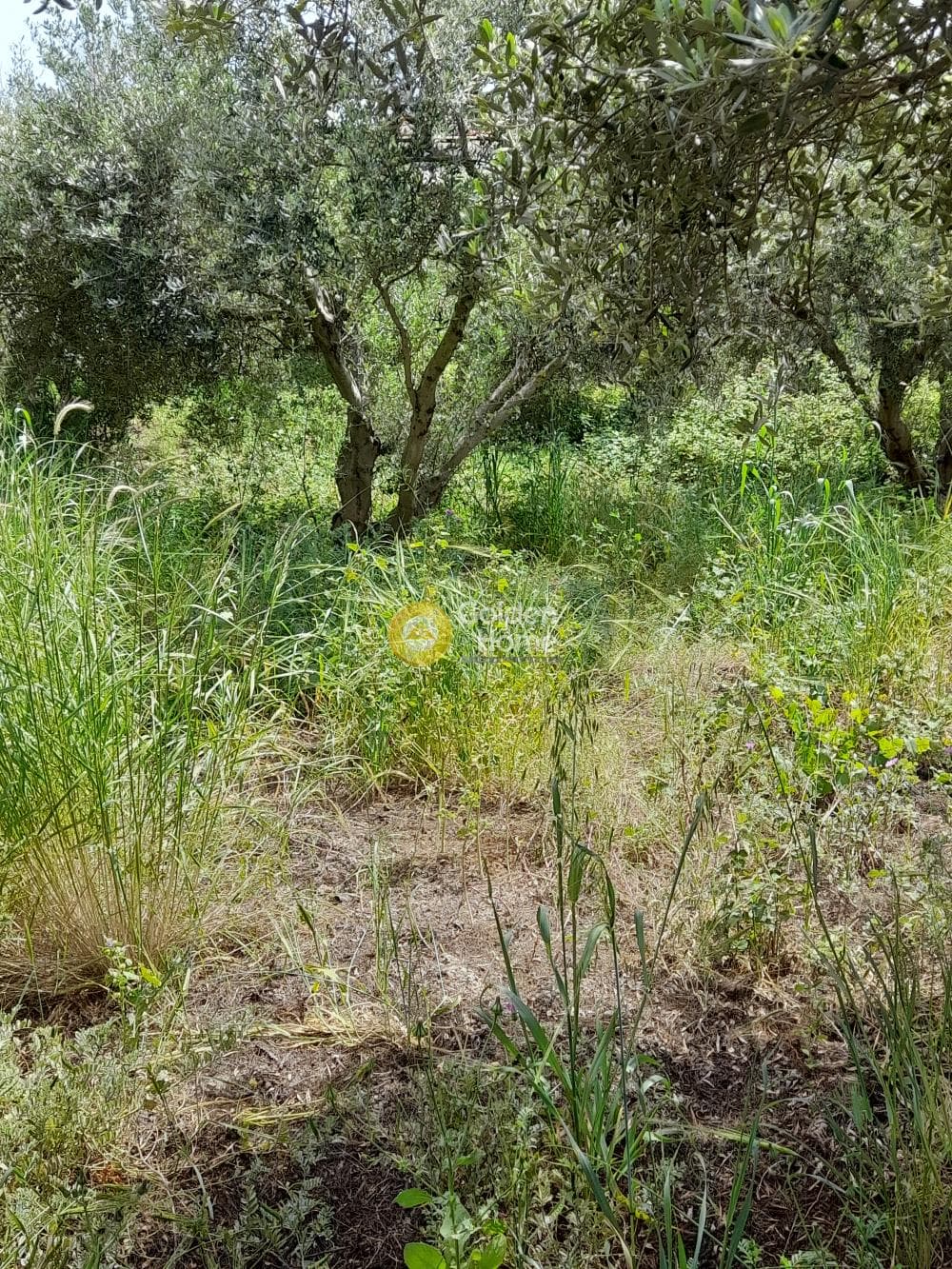 Building Plot in Mirtia, Episkopi — Photo 3 of 4