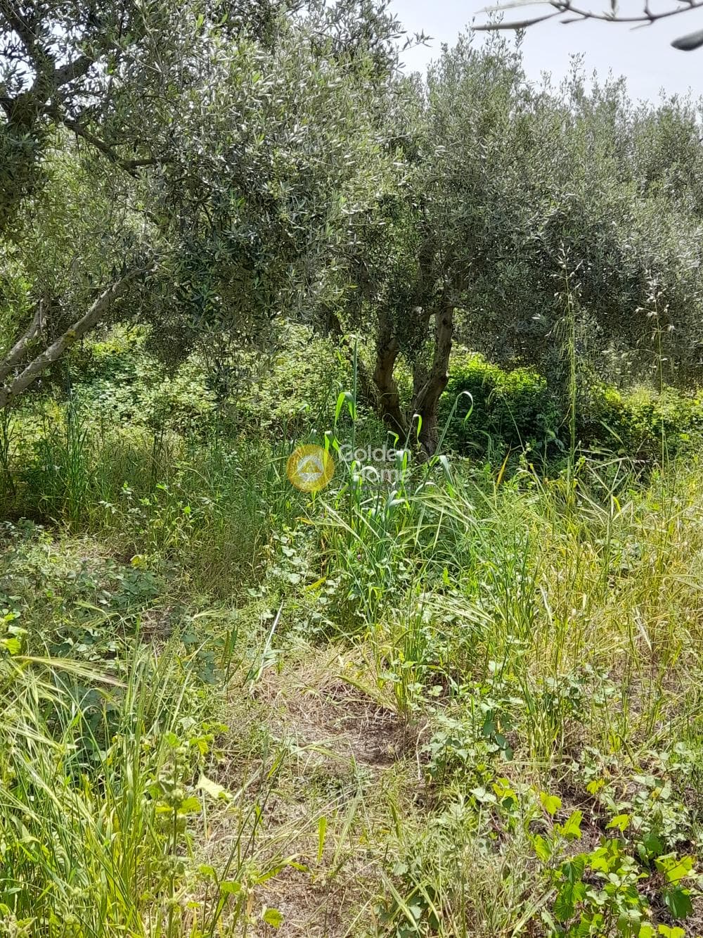 Building Plot in Mirtia, Episkopi — Photo 4 of 4