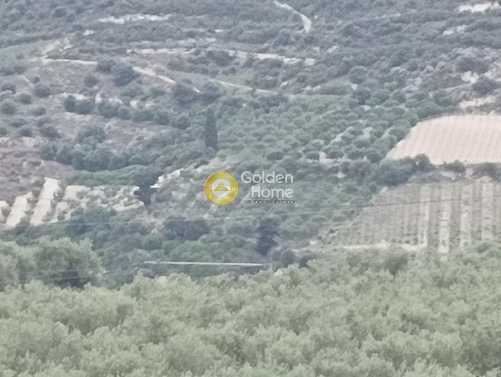 Αγροτεμάχιο στην Δαφνές, Τετραχώρι — Φωτογραφία 4 από 4