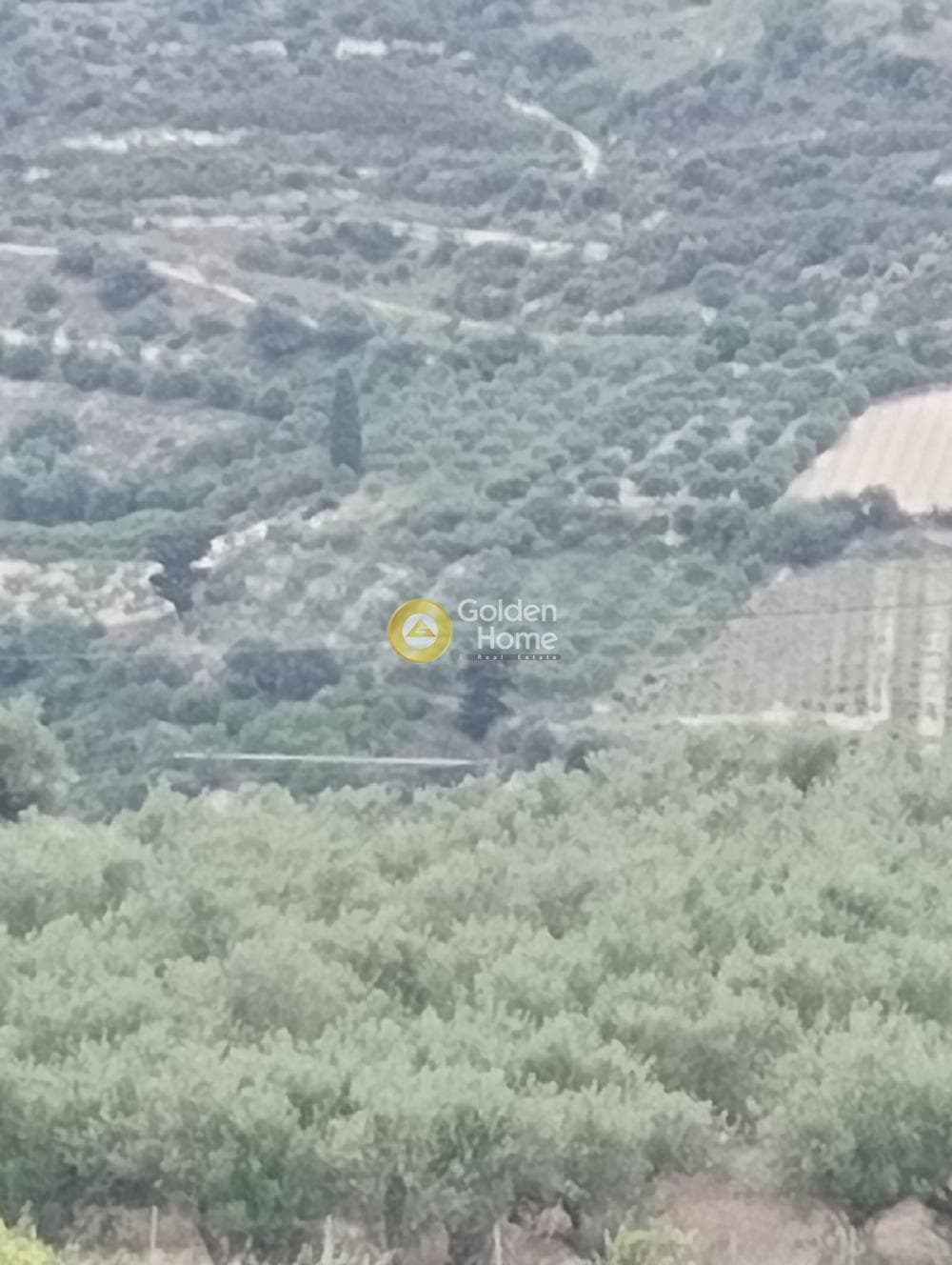 Αγροτεμάχιο στην Δαφνές, Τετραχώρι — Φωτογραφία 2 από 4