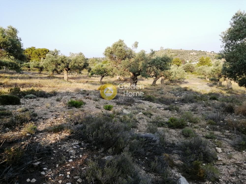 Parcel in Rountzeri Lemprou, Keratea — Photo 3 of 12