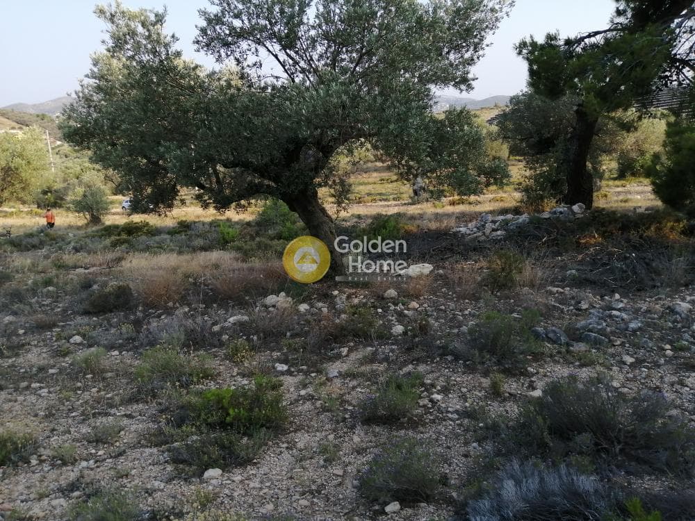 Parcel in Rountzeri Lemprou, Keratea — Photo 8 of 12